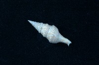 藏品(環珠捲管螺)的圖片